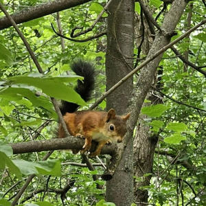 Братья меньшие