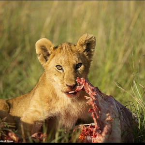 Братья меньшие