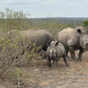 Братья меньшие