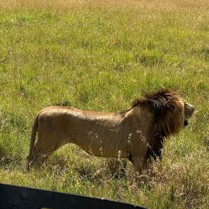 Братья меньшие