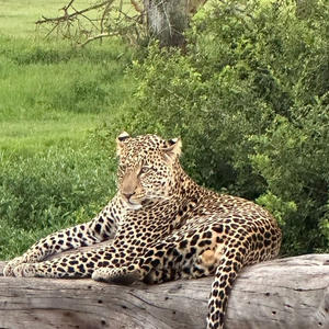 Братья меньшие