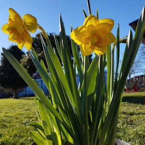 Дача и грядки