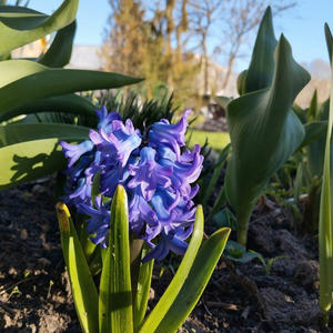 Дача и грядки