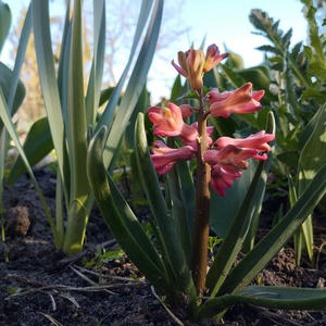 Дача и грядки