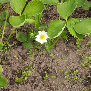 Дача и грядки