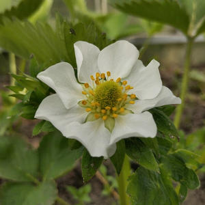 Дача и грядки