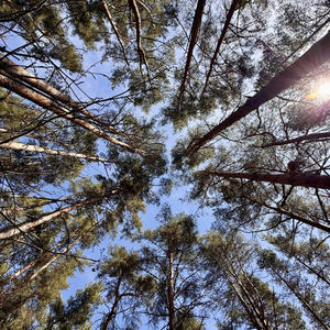 Сосны тянутся туда, где кончается шум