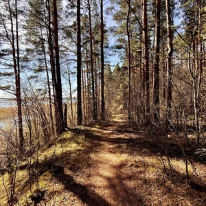 Тропа вдоль воды, где сосны держат небо