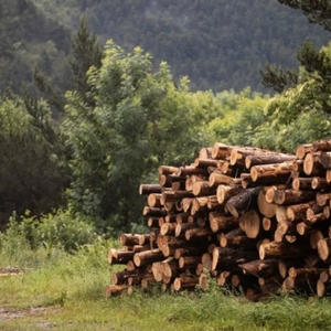 В Осташковском округе житель незаконно присвоил себе лес и срубил его