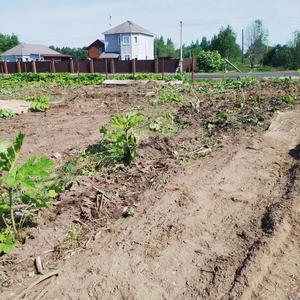 В Осташковском округе продолжается борьба с борщевиком